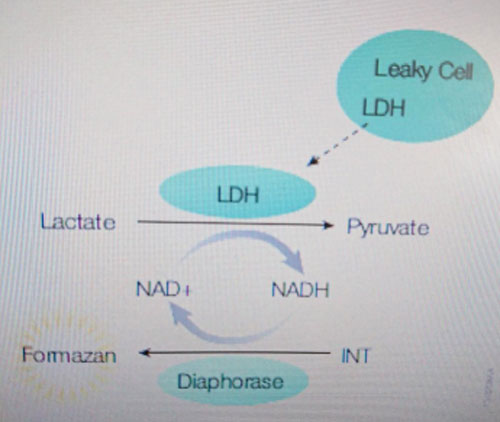 Лечебные катушки Figure 3: Release of LDH .